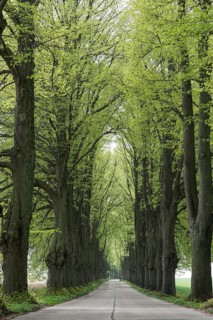 Avenue lined with lime trees