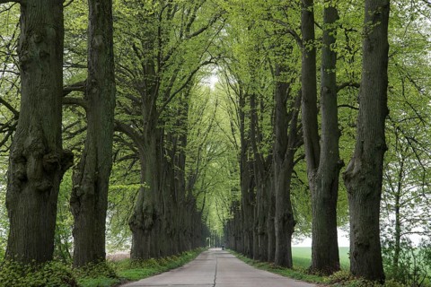 Avenue lined with lime trees