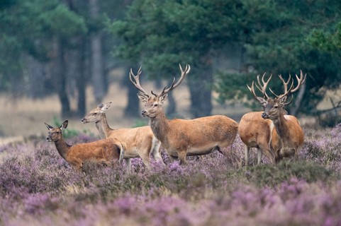 Red Deer (Cervus elaphus) in a heath
