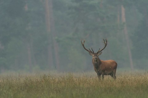 Red Deer (Cervus elaphus)