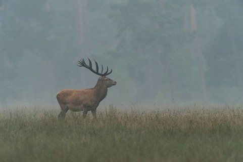 Red Deer (Cervus elaphus)