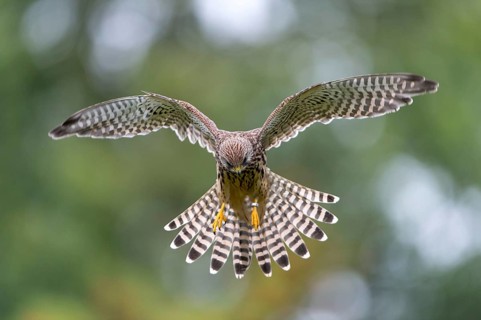 Common Kestrel (Falco tinnunculus)