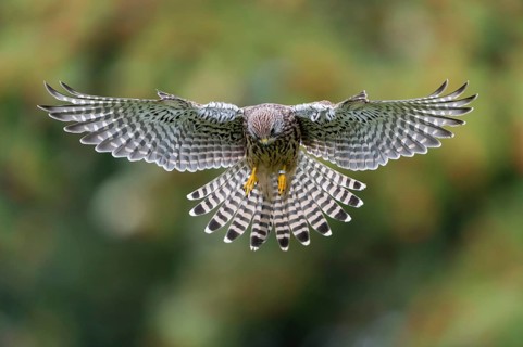 Common Kestrel (Falco tinnunculus)