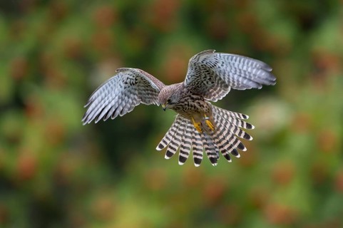 Common Kestrel (Falco tinnunculus)