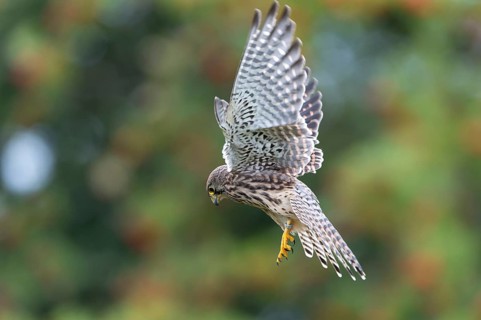 Common Kestrel (Falco tinnunculus)