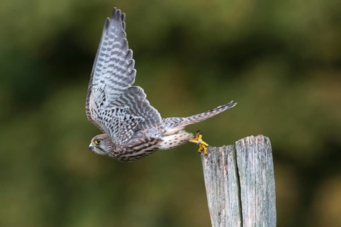 Common Kestrel (Falco tinnunculus)