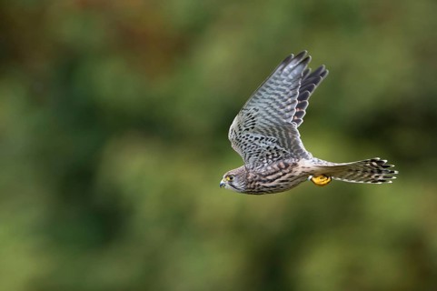 Common Kestrel (Falco tinnunculus)