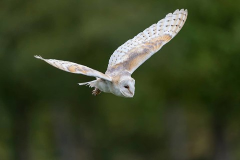 Barn Owl (Tyto alba) in flight