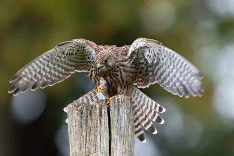 Common Kestrel (Falco tinnunculus)