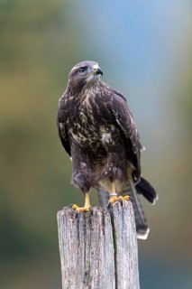 Common Buzzard (Buteo buteo)