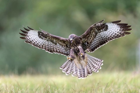 Common Buzzard (Buteo buteo) approaching