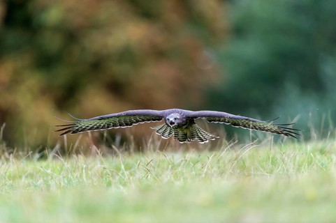 Common Buzzard (Buteo buteo) approaching