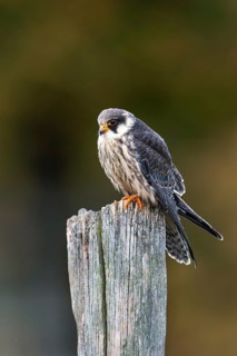 Red-footed Falcon (Falco vespertinus)