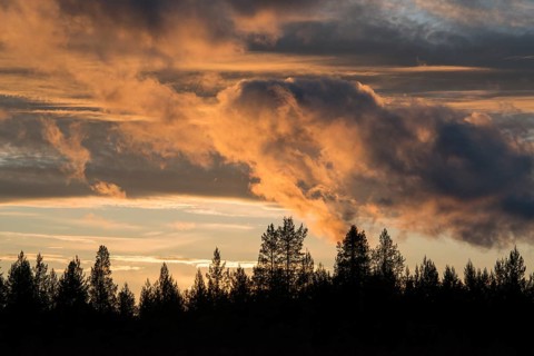 Sunset over forest