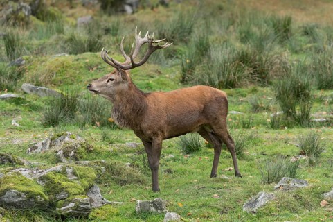 Red deer (Cervus elaphus)