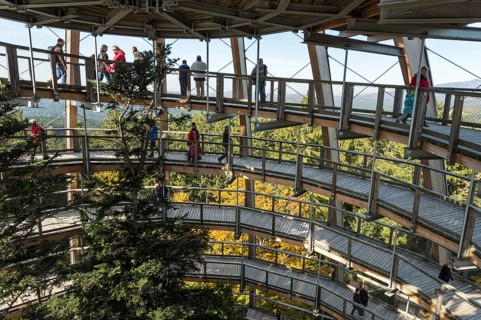 Tree tower