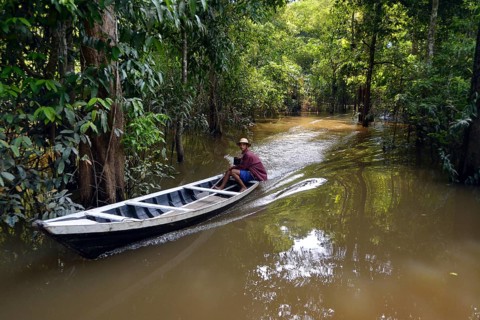 Wooden boat travelling through the flooded Varzea Forests