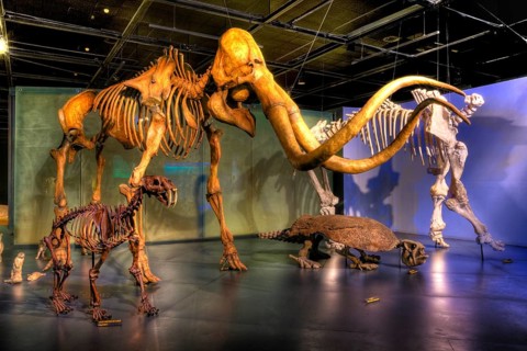 Dinosaur skeletons in Museo del Desierto