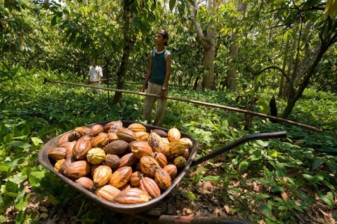 Farm workers harvesting cocoa fruits