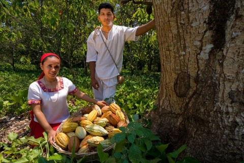 Farm workers harvesting cocoa fruits at the Hacianda Cacaotera 'Jesus Maria'