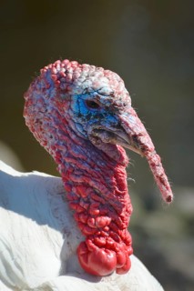 Turkey (Meleagris gallopavo Linnaeus f domestica)