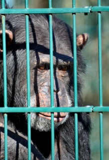 Common Chimpanzee (Pan troglodytes)