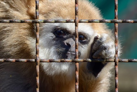 Lar Gibbon (Hylobates lar)