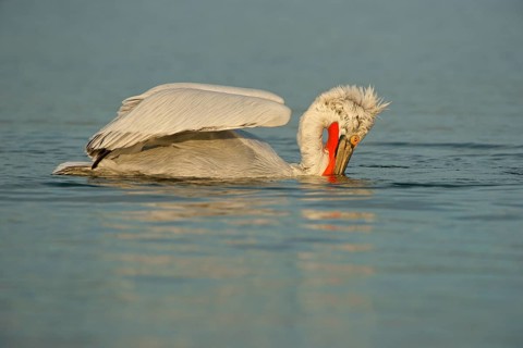 Dalmatian Pelican (Pelecanus crispus) while fishing