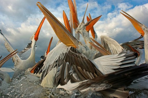 Dalmatian Pelicans (Pelecanus crispus)