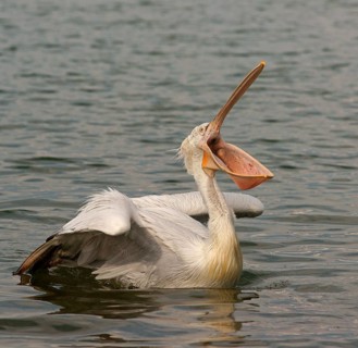 Dalmatian Pelican (Pelecanus crispus)