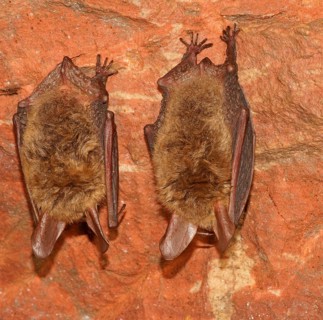 Bechstein's Bats (Myotis bechsteinii) in hibernation