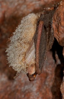 Brown Long-eared Bat or Common Long-eared Bat (Plecotus auritus) in hibernation