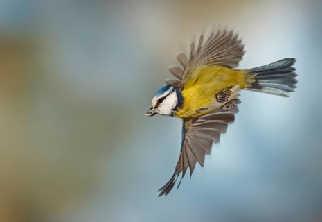 Blue Tit (Cyanistes caeruleus