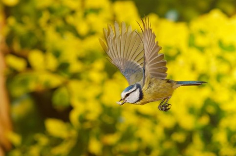Blue Tit (Cyanistes caeruleus