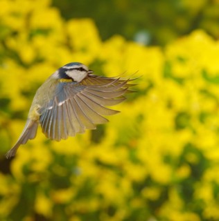 Blue Tit (Cyanistes caeruleus