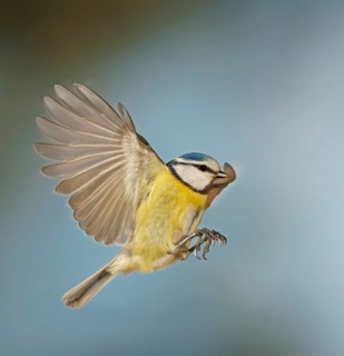 Blue Tit (Cyanistes caeruleus