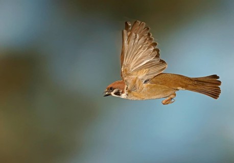 Eurasian Tree Sparrow (Passer montanus) in flight