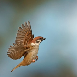 Eurasian Tree Sparrow (Passer montanus) in flight