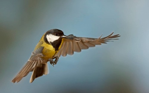 Great Tit (Parus major) in flight