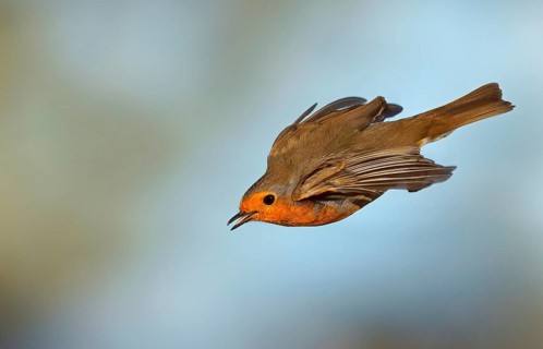 Robin (Erithacus rubecula) in flight
