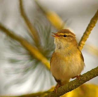 Willow Warbler (Phylloscopus trochilus)