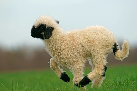 Valais Blacknose sheep (Ovis orientalis aries)