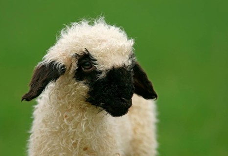 Valais Blacknose sheep (Ovis orientalis aries)