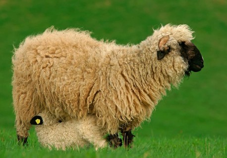 Valais Blacknose sheep (Ovis orientalis aries)
