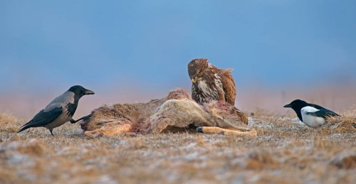 Common Buzzard (Buteo buteo)