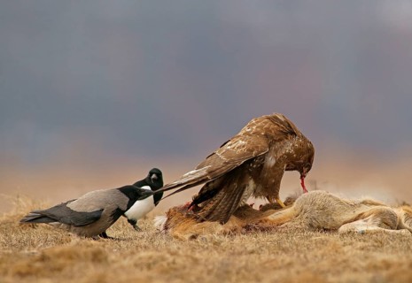 Common Buzzard (Buteo buteo)