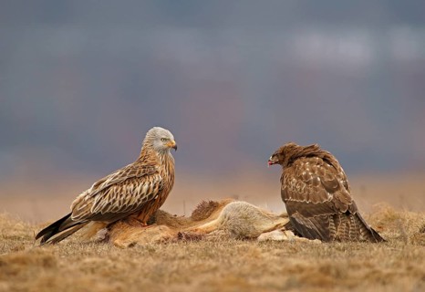 Common Buzzard (Buteo buteo) and a Red Kite (Milvus milvus) with the carcass of a deer