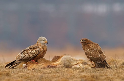 Common Buzzard (Buteo buteo) and a Red Kite (Milvus milvus) with the carcass of a deer