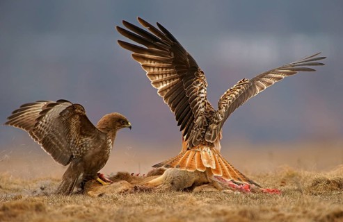 Common Buzzard (Buteo buteo) and a Red Kite (Milvus milvus) with the carcass of a deer
