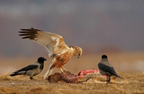 Marsh Harrier (Circus aeruginosus)